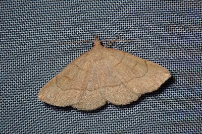 <i>Paracolax tristalis</i>