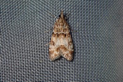 <i>Eudonia mercurella</i>
