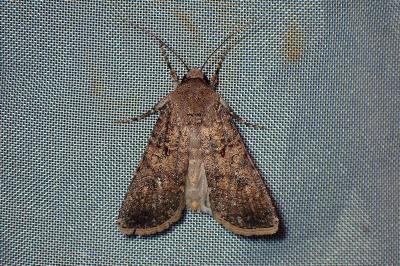 <i>Agrotis segetum</i>