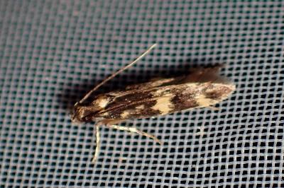 <i>Oegoconia</i>