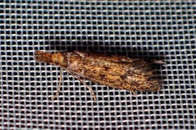 <i>Aplota palpella</i>