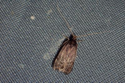 <i>Homaloxestis briantiella</i>