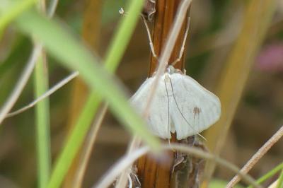 <i>Sitochroa palealis</i>