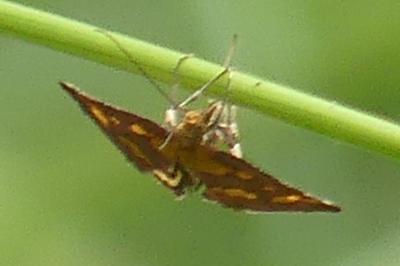 <i>Pyrausta purpuralis</i>