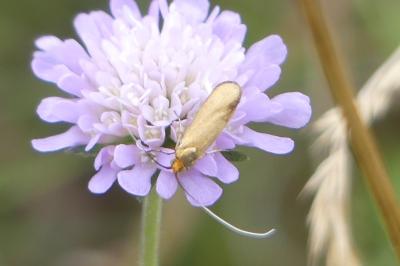 <i>Nemophora metallica</i>