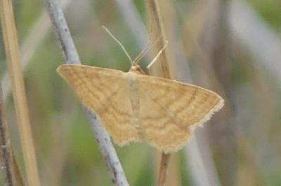 <i>Idaea ochrata</i>