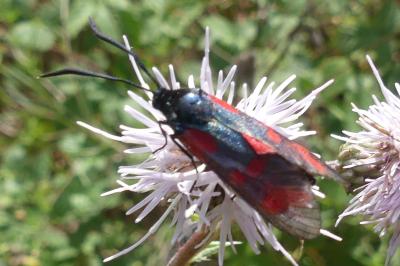 <i>Zygaena transalpina</i>