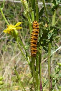 <i>Tyria jacobaeae</i>