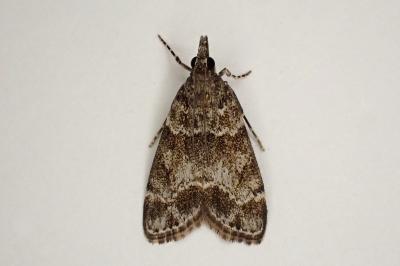 <i>Eudonia mercurella</i>