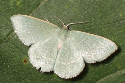 <i>Chlorissa viridata</i>
