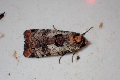 <i>Epilecta linogrisea</i>