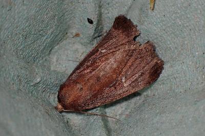 <i>Lenisa geminipuncta</i>