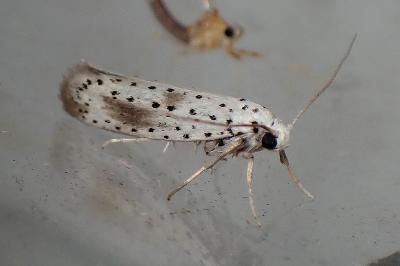 <i>Yponomeuta irrorella</i>