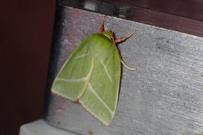 <i>Pseudoips prasinanus</i>