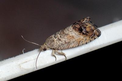<i>Cydia fagiglandana/splendana</i>