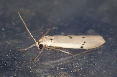 <i>Pelosia muscerda</i>
