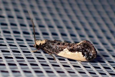 <i>Monopis monachella</i>