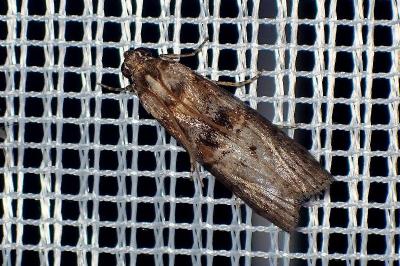 <i>Phycita roborella</i>
