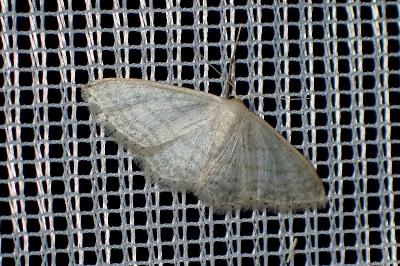 <i>Idaea subsericeata</i>