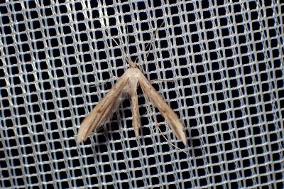 <i>Emmelina argoteles/monodactyla</i>