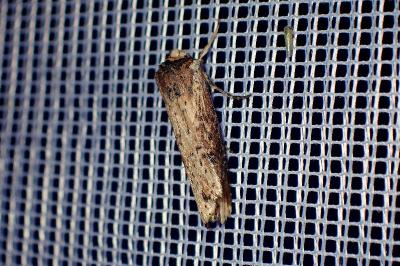 <i>Axylia putris</i>