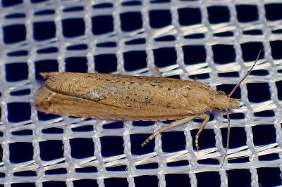 <i>Bactra lancealana</i>