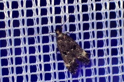 <i>Dichomeris alacella</i>