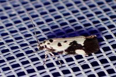 <i>Ethmia quadrillella</i>
