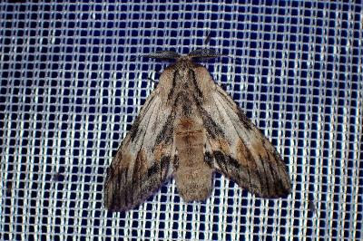 <i>Harpyia milhauseri</i>