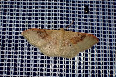 <i>Idaea degeneraria</i>