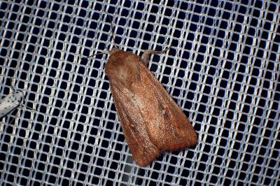 <i>Mythimna albipuncta</i>