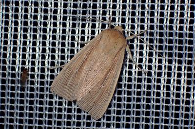 <i>Mythimna pallens</i>