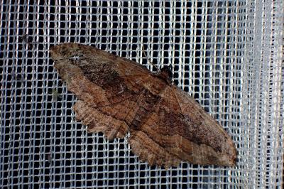 <i>Philereme transversata</i>