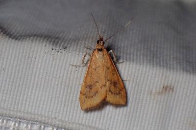 <i>Udea ferrugalis</i>