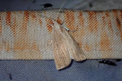 <i>Calamotropha paludella</i>