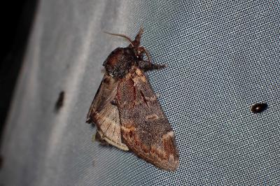 <i>Notodonta dromedarius</i>