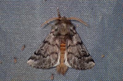 <i>Thaumetopoea processionea</i>