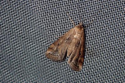 <i>Cataclysta lemnata</i>