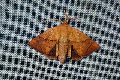 <i>Apoda limacodes</i>