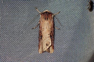 <i>Axylia putris</i>
