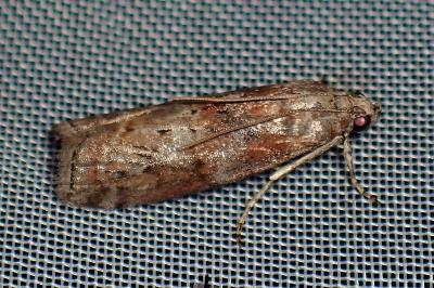 <i>Phycita roborella</i>