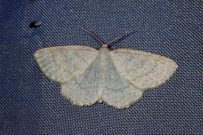<i>Cabera exanthemata</i>