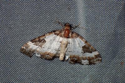 <i>Melanthia procellata</i>