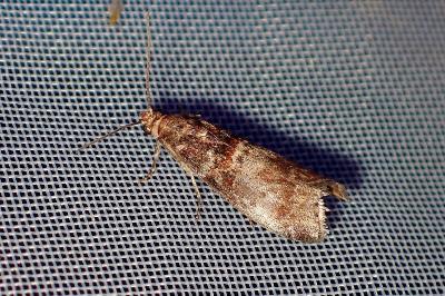<i>Acrobasis advenella</i>