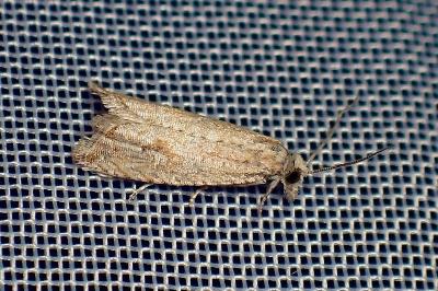 <i>Bactra lancealana</i>
