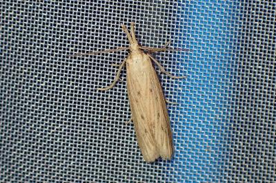 <i>Ematheudes punctella</i>