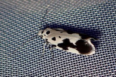 <i>Ethmia quadrillella</i>