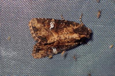 <i>Mesapamea secalella/secalis</i>