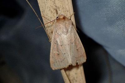 <i>Mythimna ferrago</i>