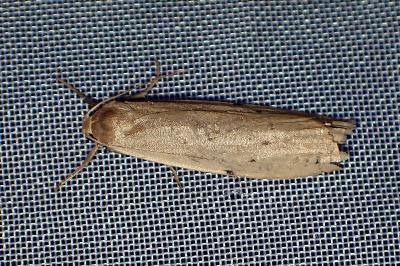 <i>Pelosia muscerda</i>